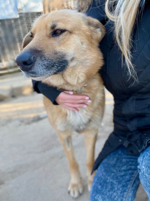 Leo - piękny przytulas szuka domu