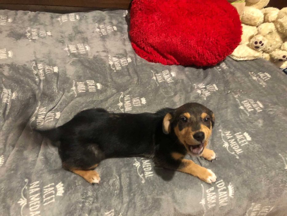 Маленька собачка в добрі руки