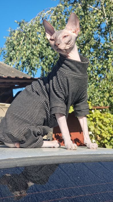 Кіт Сфінкс (в'язка)