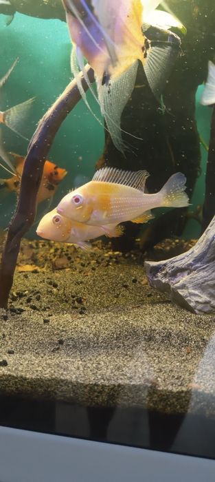 Sprzedam piękną parę ziemiojadow hekeli albino