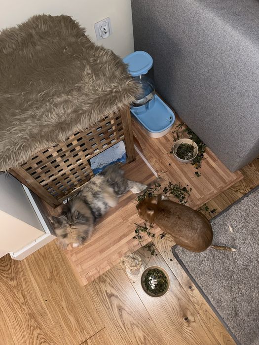 Sianko dla kroliczkow