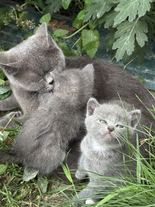 Шотландські кошенята