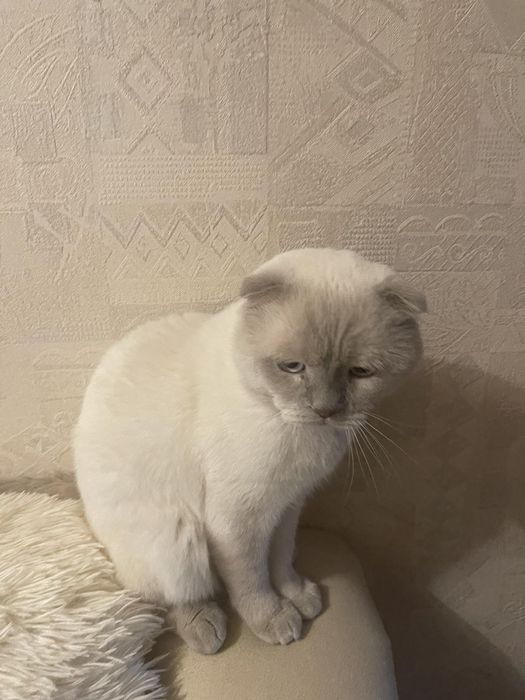 кіт  шотландский вислоухий