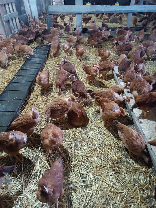 Молоді півники Голошейки