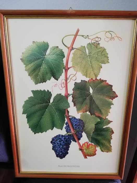 Quadros com motivo de castas de uvas.