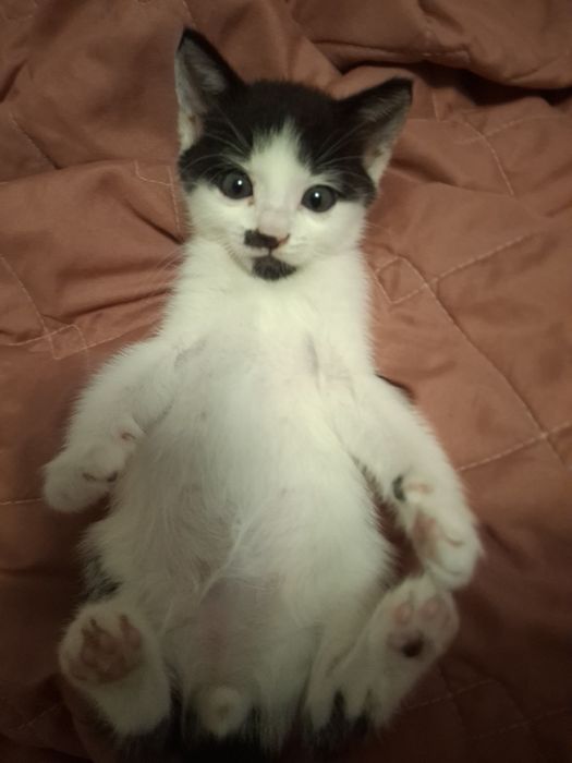 Котик, кошеня хлопчик