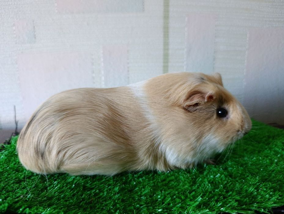 молодые морские свинки