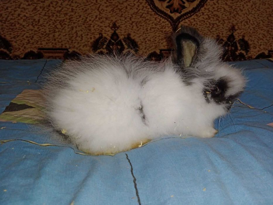 продам пухнастих  кроликів