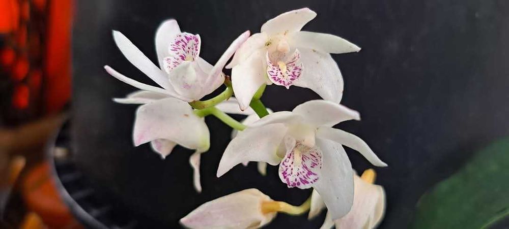 Vendo mudas de  Dendrobium kingianum