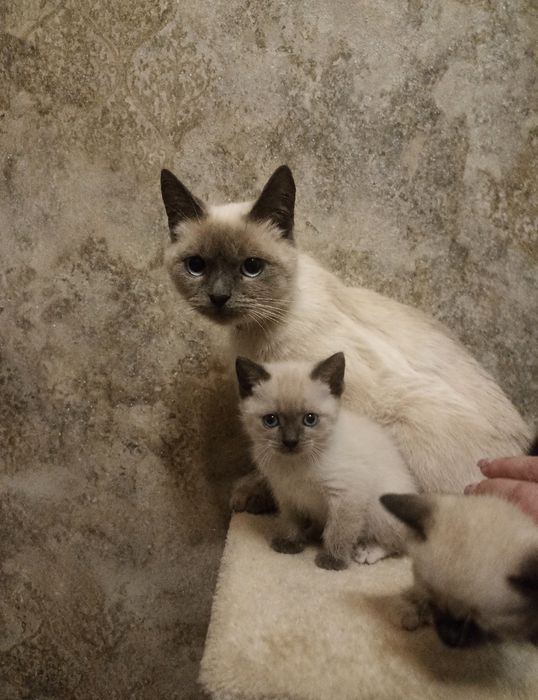 Сіамські кошенята