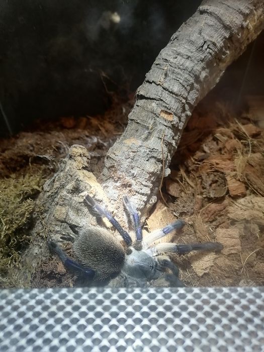 Terrarium  szklane gilotyna