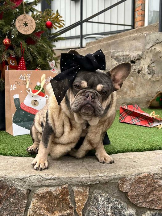 Дівчинка французького бульдога в ліловому забарвленні 3 роки