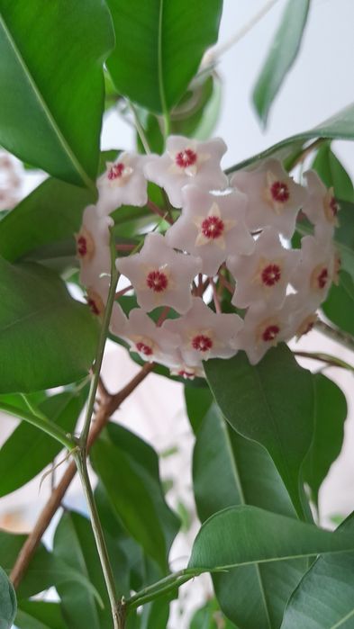 Хойя карноза  восковий плющ