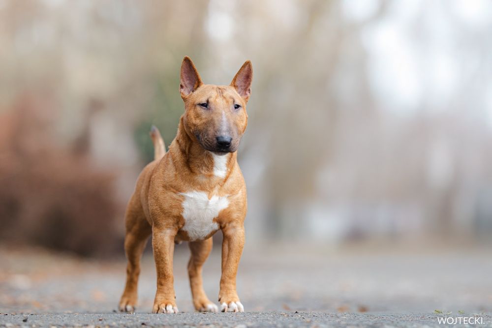 Bulterier Miniaturowy - Reproduktor ZKwP/FCI