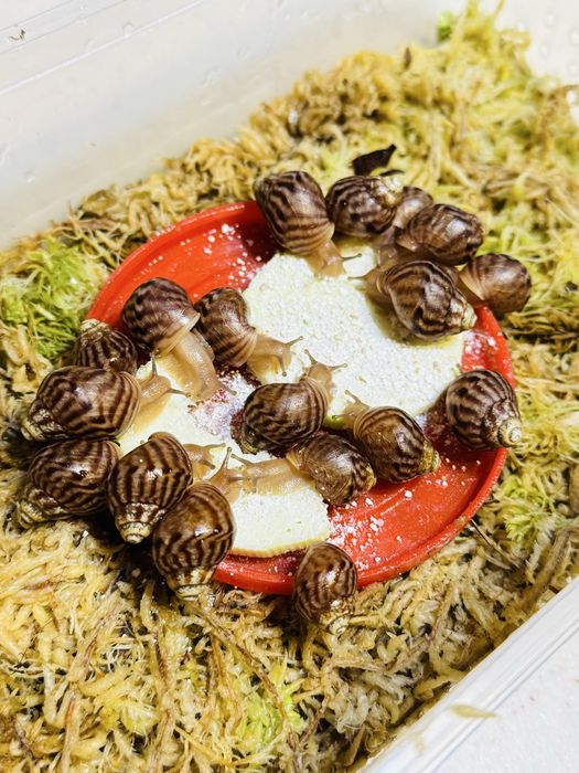 Улитки ахатины детки