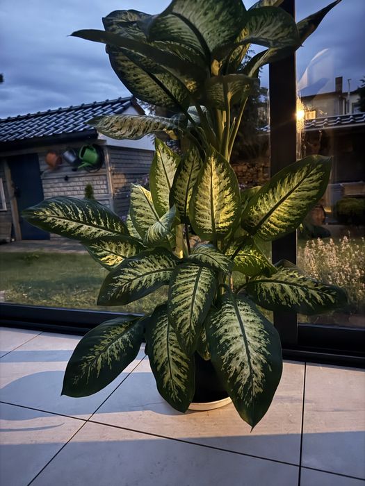 Difenbachia żywy kwiat 90 cm