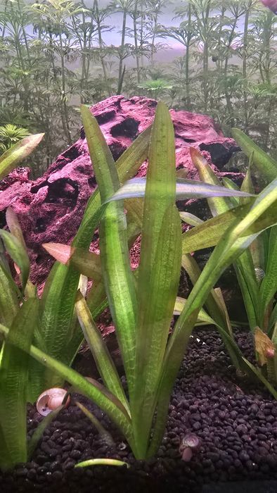 • Vallisneria Gigantea – Planta Aquática Natural 
australis
(gigant