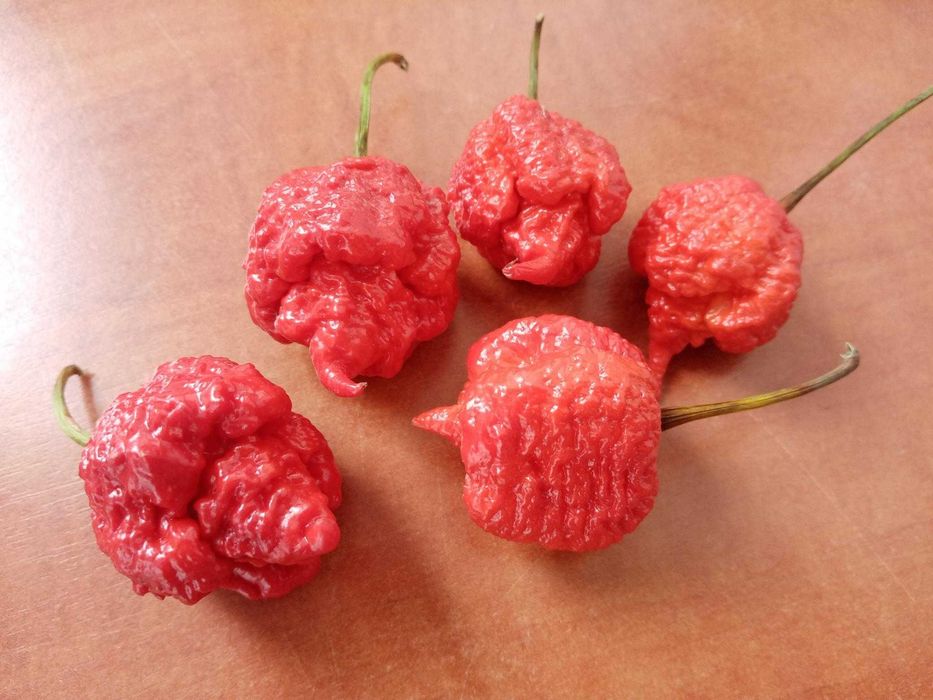 6 Sementes Pimenta Carolina Reaper Red