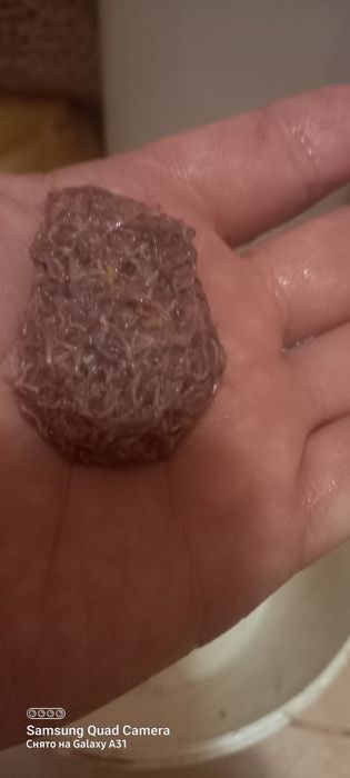 . Трубочник "ИЗЯ". Разведение одесское