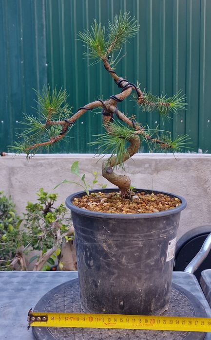 Pré bonsai Pinus Sylvestris