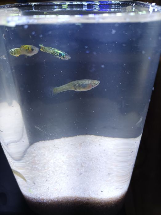 Endler Yellow Tiger speartail .