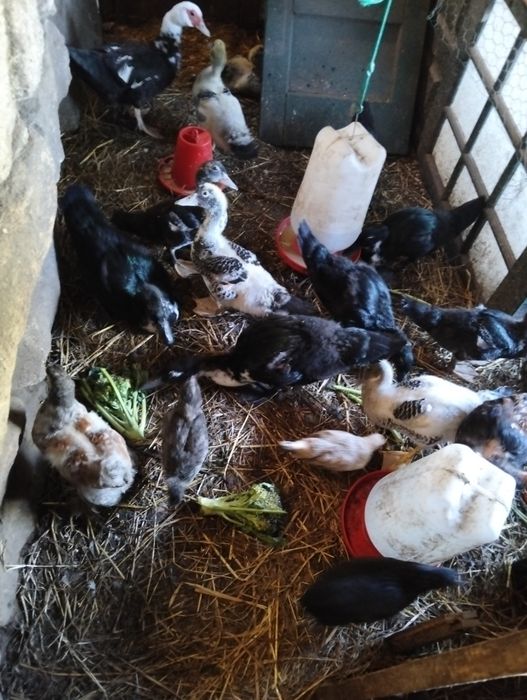 Patos mudos com 3 meses
