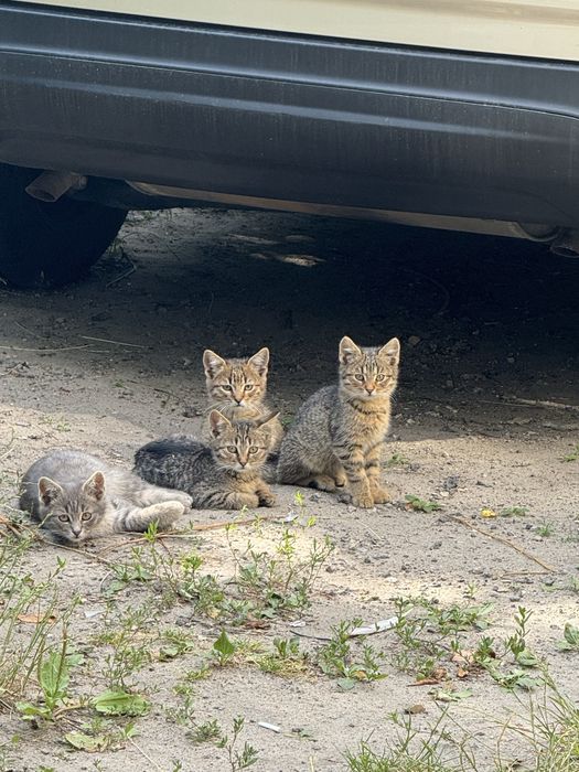 Кошенята Безкоштовно