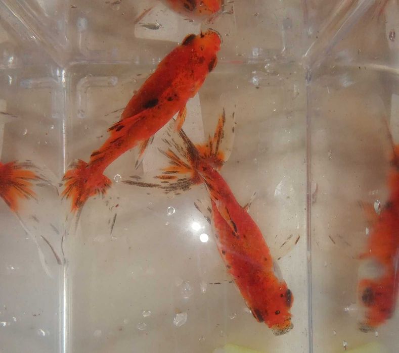 Wakin (Peixe dourado do Japão) 9cm Agua Fria