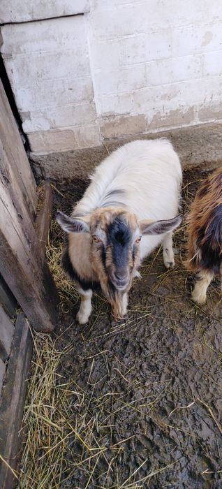 Продам коз Зоонинские