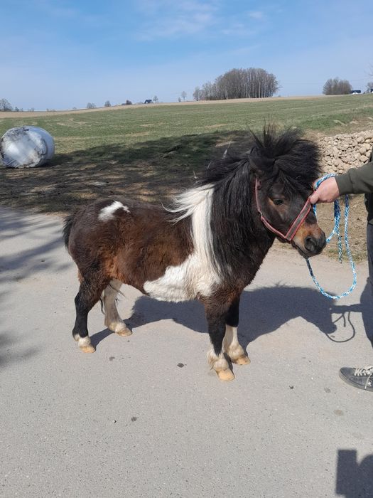 Sprzedam kucyka ogierka