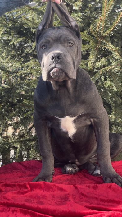 Кане корсо дівчинка