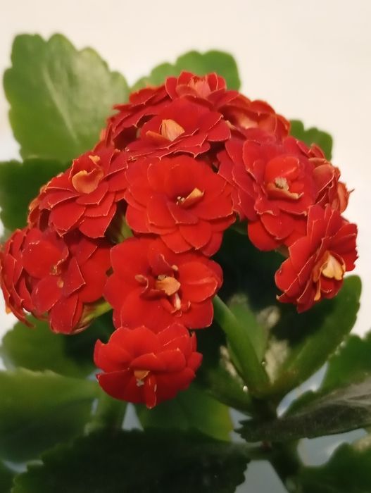 Вазон каланхое розкішний