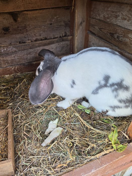 Króliki barany i inne w kazdym wieku