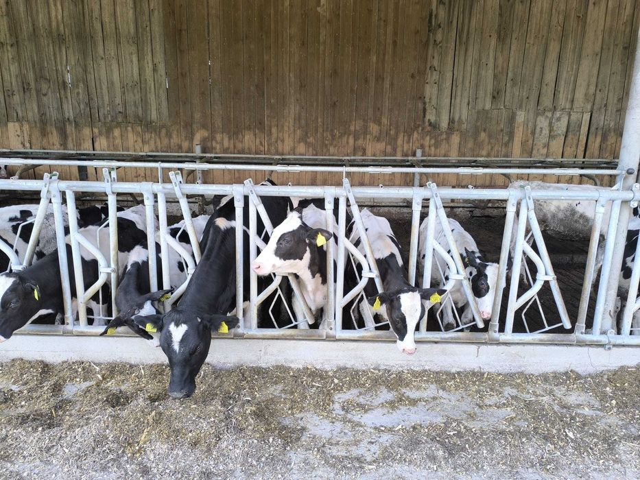 Agrafki Obejmy Rury Drabiny wyposażenie obory KOMPLETNE!