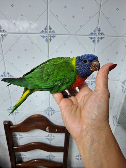 Loris Molucano Jovem