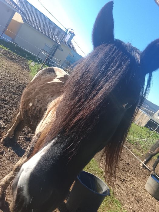 Cavalo macho de raça Pampa Brasileiro