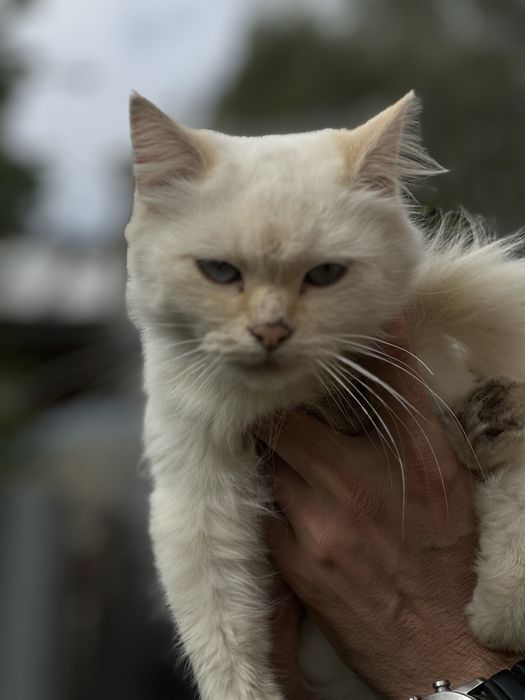Котята.