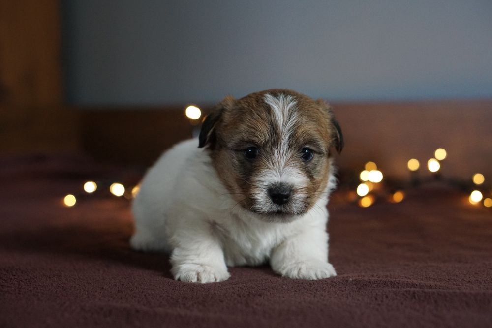 Szczenię z oficjalnej hodowli FCI  ZKwP oddz.  Chojnice