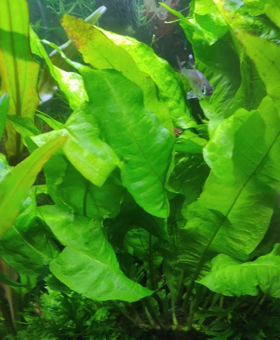 Plantas Aquario Feto Java Windelov