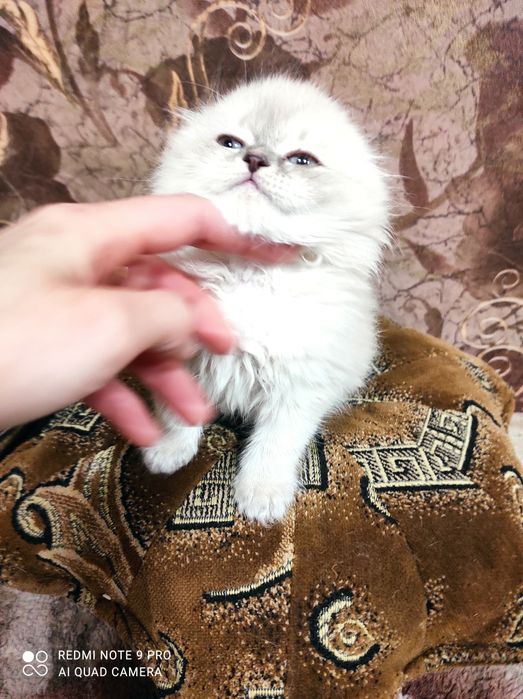 Шотландськие котята Скоттиш фолд и страйт линкс поинт