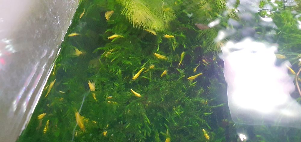 Krewetki yellow z pasem neonowm do akwarium pakiet 50szt