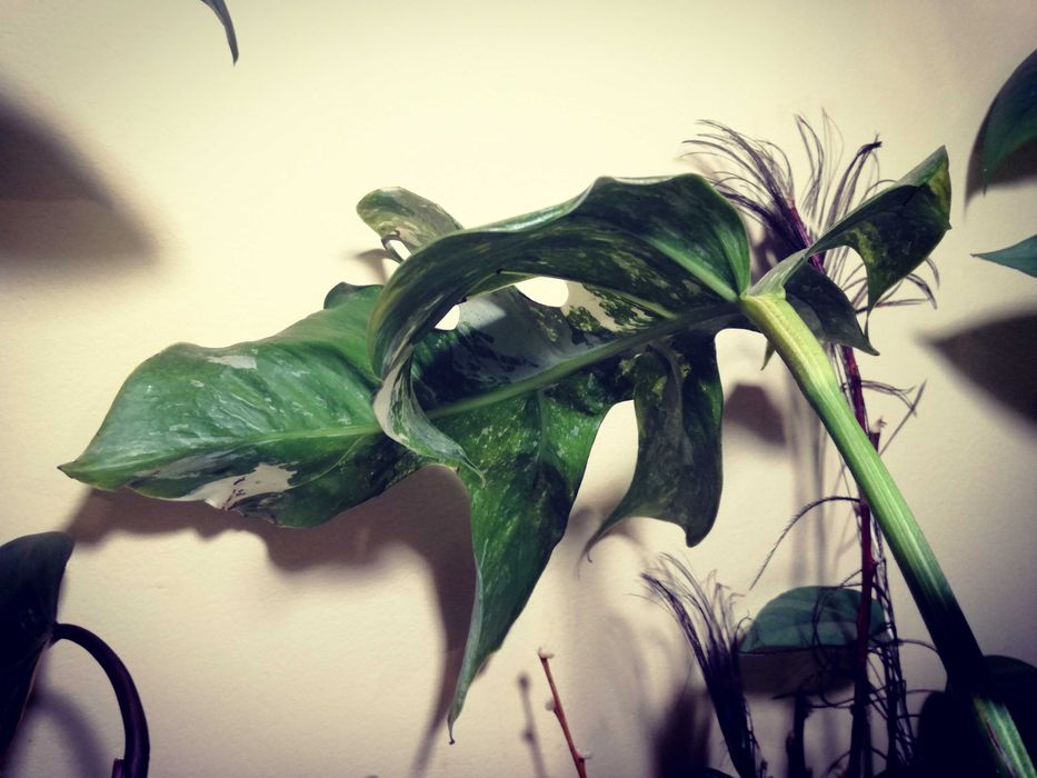 Monstera Typ Oceana Variegata NoID wielka RZADKOŚĆ Philodendron Albo