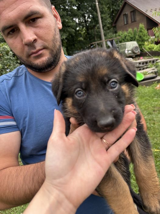 Німецька вівчарка
