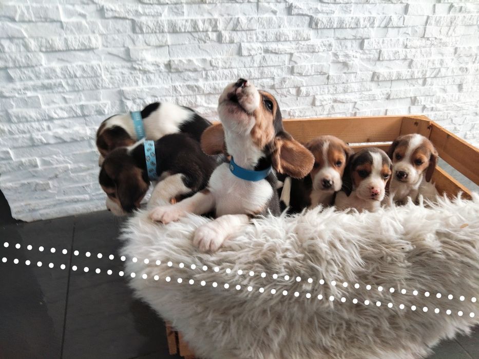 Beagle .. Beagle