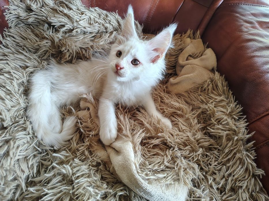Maine coon, kocur, olbrzymi kot z rodowodem