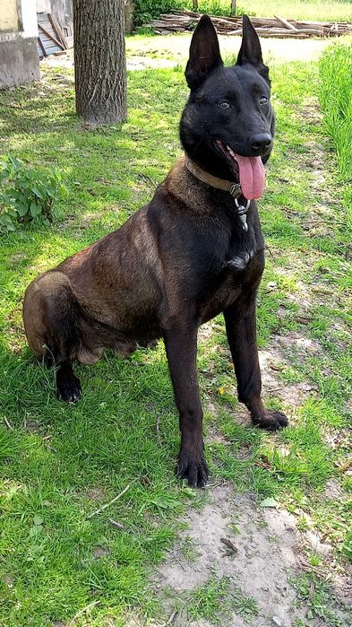 Бельгійська вівчарка