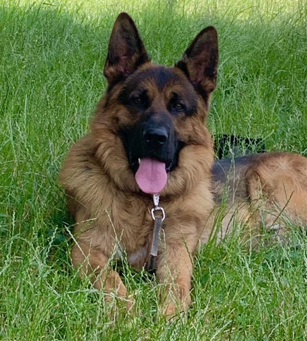 Вязка німецька вівчарка