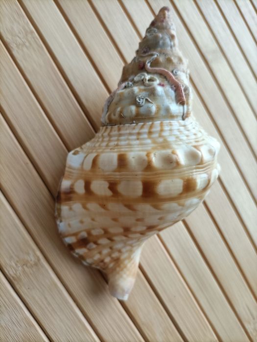 Búzio do mar decoração