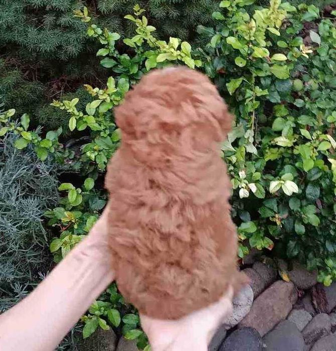 VIP малышка ПомаПу в ярком красном с белом окрасе. Киев, Теремки