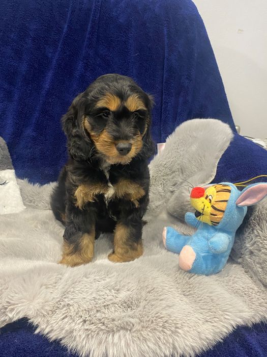 Sprzedam pięknego cockapoo